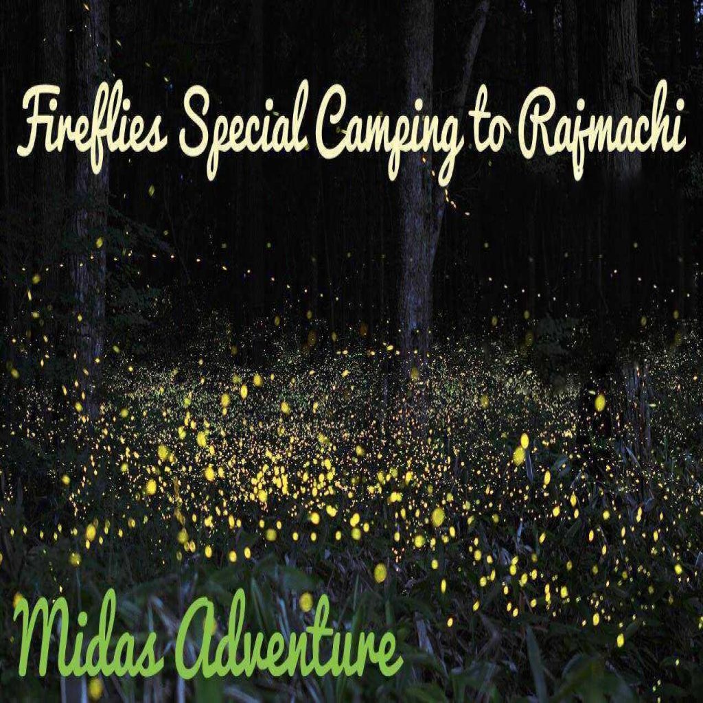 Rajmachi_Fireflies - With Midas Adventure pimple saudagar